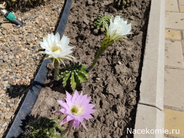 Eva1949 - Дом мечты-души моей воспоминания; 1Abrikoska - Мой гостеприимный дом