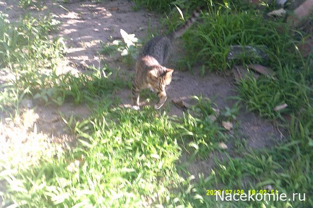 Eva1949 - Дом мечты-души моей воспоминания; 1Abrikoska - Мой гостеприимный дом