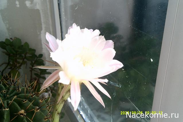 Eva1949 - Дом мечты-души моей воспоминания; 1Abrikoska - Мой гостеприимный дом