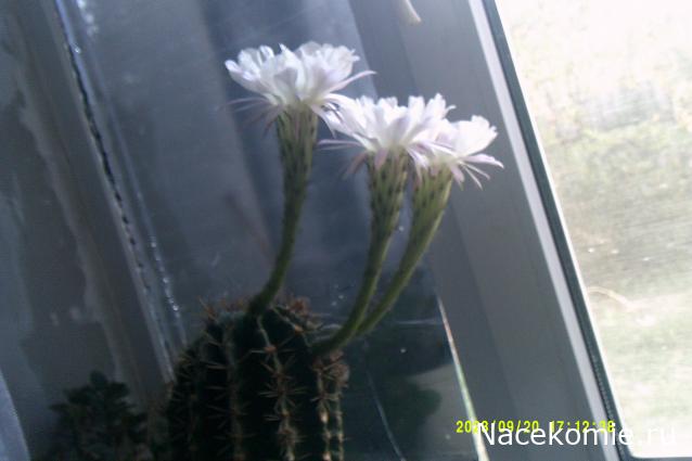 Eva1949 - Дом мечты-души моей воспоминания; 1Abrikoska - Мой гостеприимный дом