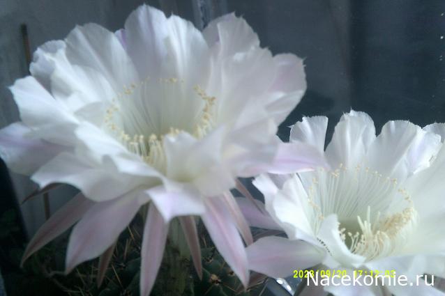 Eva1949 - Дом мечты-души моей воспоминания; 1Abrikoska - Мой гостеприимный дом