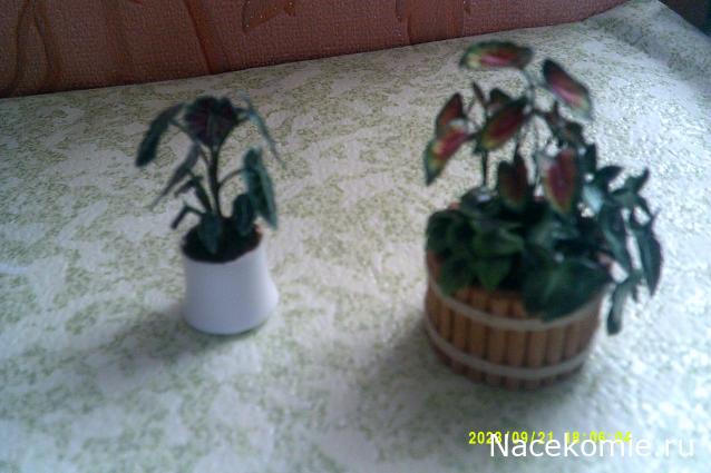 Eva1949 - Дом мечты-души моей воспоминания; 1Abrikoska - Мой гостеприимный дом