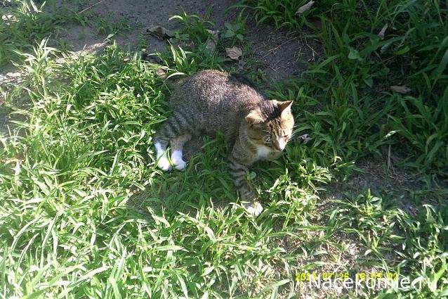 Eva1949 - Дом мечты-души моей воспоминания; 1Abrikoska - Мой гостеприимный дом