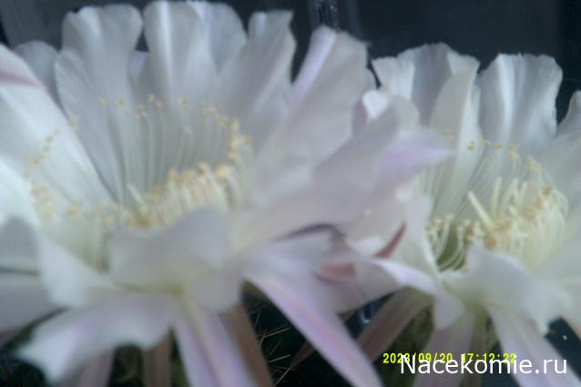 Eva1949 - Дом мечты-души моей воспоминания; 1Abrikoska - Мой гостеприимный дом