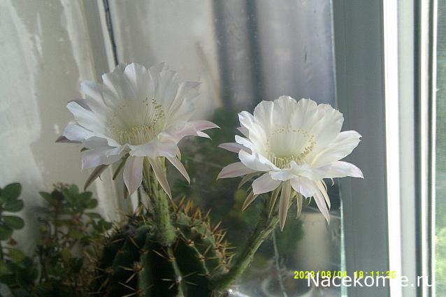 Eva1949 - Дом мечты-души моей воспоминания; 1Abrikoska - Мой гостеприимный дом