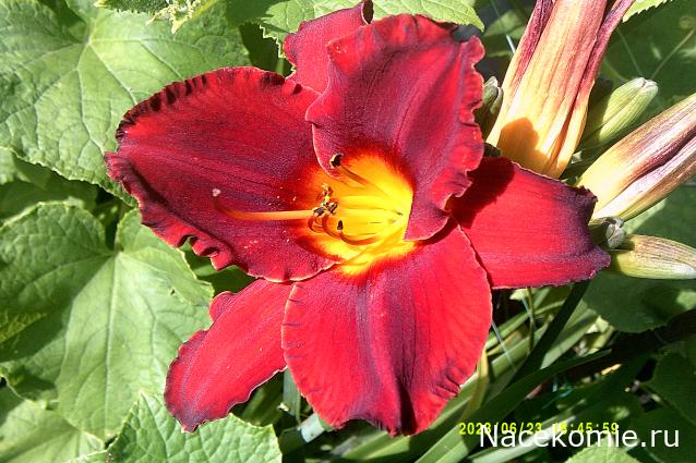 Праздник каждый день - поздравлялка Авторазделов