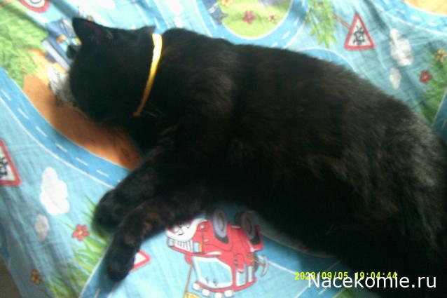 Eva1949 - Дом мечты-души моей воспоминания; 1Abrikoska - Мой гостеприимный дом