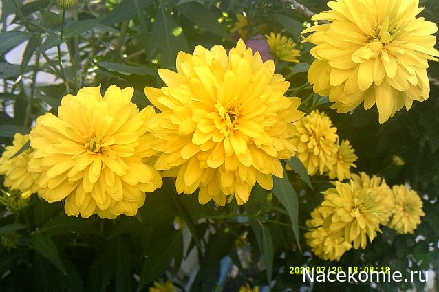 Праздник каждый день - поздравлялка Авторазделов