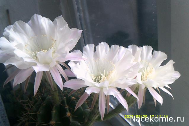 Eva1949 - Дом мечты-души моей воспоминания; 1Abrikoska - Мой гостеприимный дом