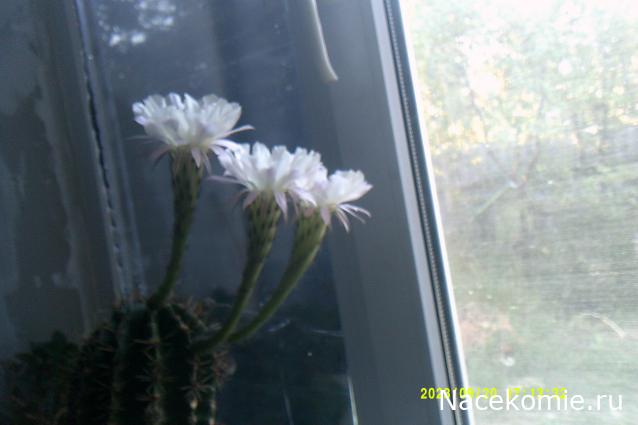 Eva1949 - Дом мечты-души моей воспоминания; 1Abrikoska - Мой гостеприимный дом