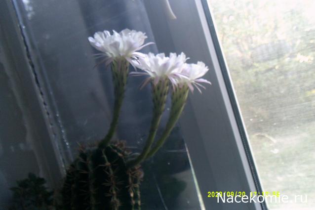 Eva1949 - Дом мечты-души моей воспоминания; 1Abrikoska - Мой гостеприимный дом