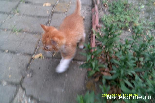 Eva1949 - Дом мечты-души моей воспоминания; 1Abrikoska - Мой гостеприимный дом