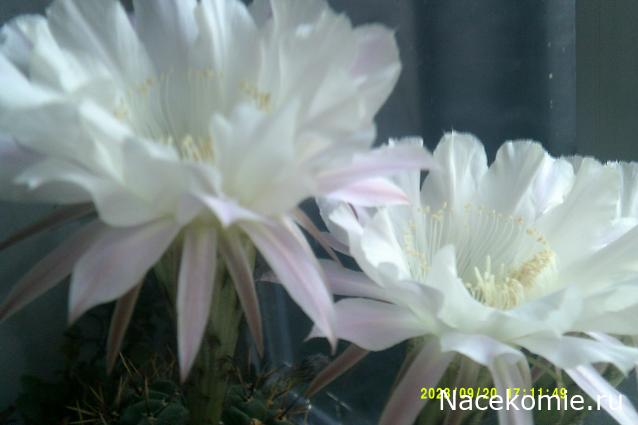 Eva1949 - Дом мечты-души моей воспоминания; 1Abrikoska - Мой гостеприимный дом