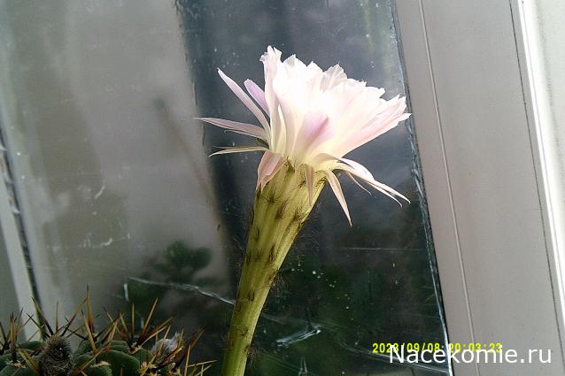 Eva1949 - Дом мечты-души моей воспоминания; 1Abrikoska - Мой гостеприимный дом