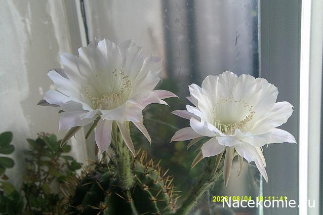 Eva1949 - Дом мечты-души моей воспоминания; 1Abrikoska - Мой гостеприимный дом