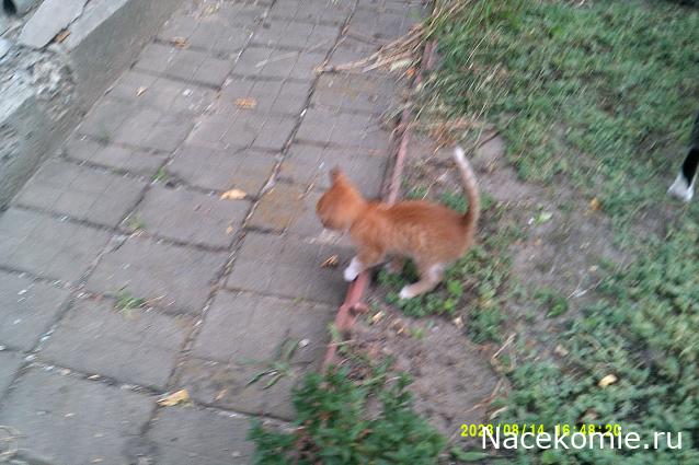 Eva1949 - Дом мечты-души моей воспоминания; 1Abrikoska - Мой гостеприимный дом