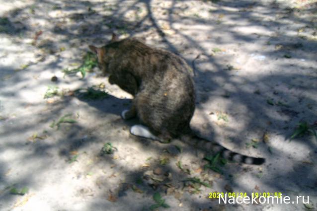 Eva1949 - Дом мечты-души моей воспоминания; 1Abrikoska - Мой гостеприимный дом