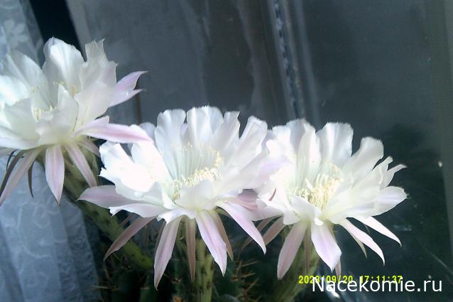 Eva1949 - Дом мечты-души моей воспоминания; 1Abrikoska - Мой гостеприимный дом