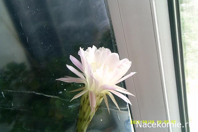 Eva1949 - Дом мечты-души моей воспоминания; 1Abrikoska - Мой гостеприимный дом