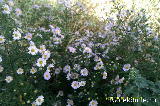 Праздник каждый день - поздравлялка Авторазделов