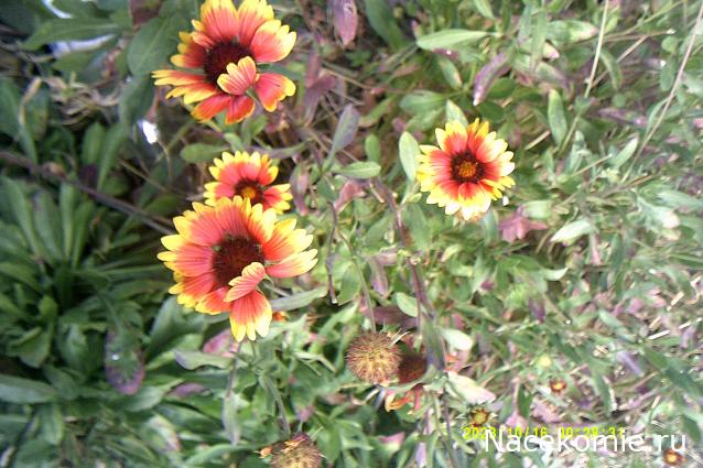 Eva1949 - Дом мечты-души моей воспоминания; 1Abrikoska - Мой гостеприимный дом