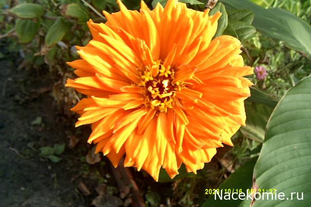 Eva1949 - Дом мечты-души моей воспоминания; 1Abrikoska - Мой гостеприимный дом