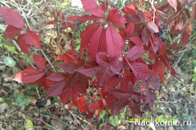 Eva1949 - Дом мечты-души моей воспоминания; 1Abrikoska - Мой гостеприимный дом