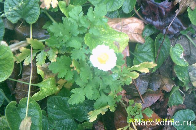 Eva1949 - Дом мечты-души моей воспоминания; 1Abrikoska - Мой гостеприимный дом