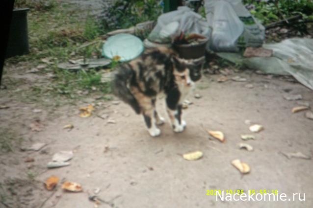 Eva1949 - Дом мечты-души моей воспоминания; 1Abrikoska - Мой гостеприимный дом