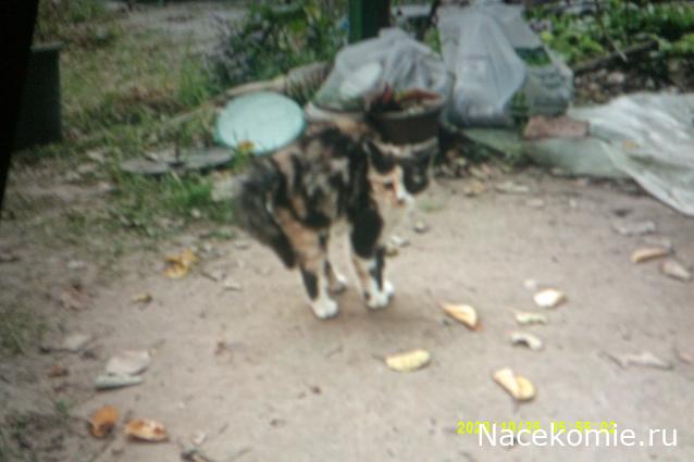 Eva1949 - Дом мечты-души моей воспоминания; 1Abrikoska - Мой гостеприимный дом