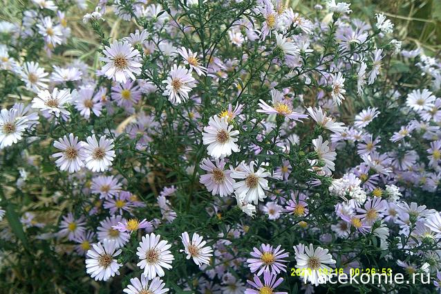 Eva1949 - Дом мечты-души моей воспоминания; 1Abrikoska - Мой гостеприимный дом