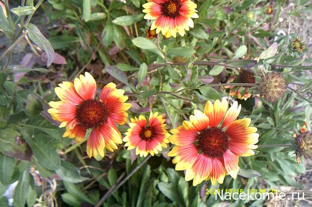 Eva1949 - Дом мечты-души моей воспоминания; 1Abrikoska - Мой гостеприимный дом