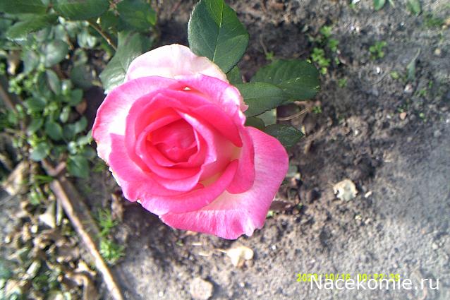 Eva1949 - Дом мечты-души моей воспоминания; 1Abrikoska - Мой гостеприимный дом