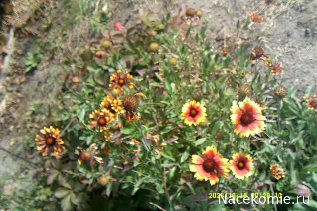 Eva1949 - Дом мечты-души моей воспоминания; 1Abrikoska - Мой гостеприимный дом