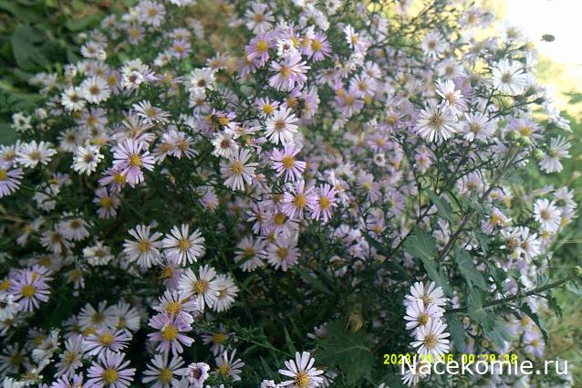 Eva1949 - Дом мечты-души моей воспоминания; 1Abrikoska - Мой гостеприимный дом