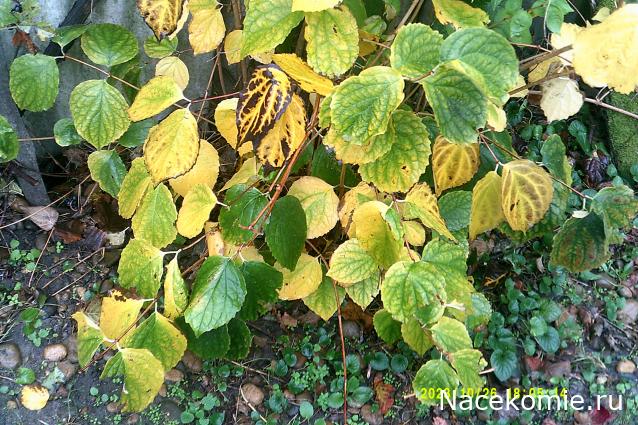 Eva1949 - Дом мечты-души моей воспоминания; 1Abrikoska - Мой гостеприимный дом