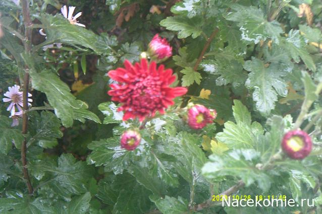 Eva1949 - Дом мечты-души моей воспоминания; 1Abrikoska - Мой гостеприимный дом