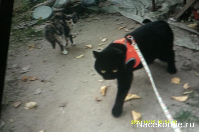 Eva1949 - Дом мечты-души моей воспоминания; 1Abrikoska - Мой гостеприимный дом