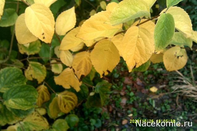 Eva1949 - Дом мечты-души моей воспоминания; 1Abrikoska - Мой гостеприимный дом