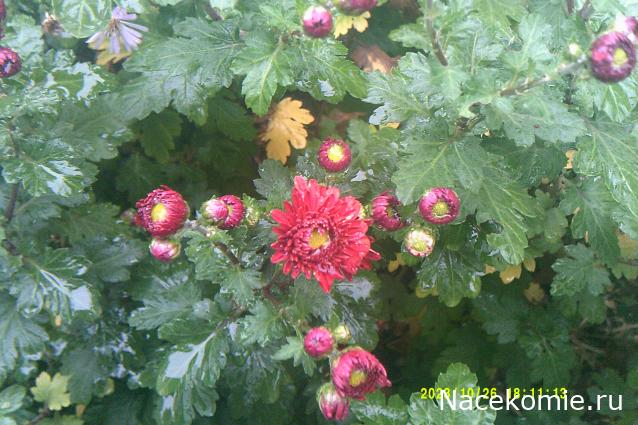 Eva1949 - Дом мечты-души моей воспоминания; 1Abrikoska - Мой гостеприимный дом