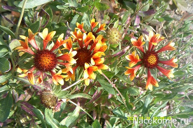 Eva1949 - Дом мечты-души моей воспоминания; 1Abrikoska - Мой гостеприимный дом