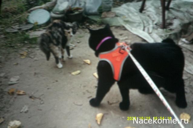 Eva1949 - Дом мечты-души моей воспоминания; 1Abrikoska - Мой гостеприимный дом