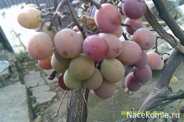 Eva1949 - Дом мечты-души моей воспоминания; 1Abrikoska - Мой гостеприимный дом