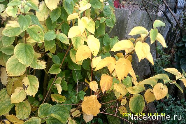 Eva1949 - Дом мечты-души моей воспоминания; 1Abrikoska - Мой гостеприимный дом