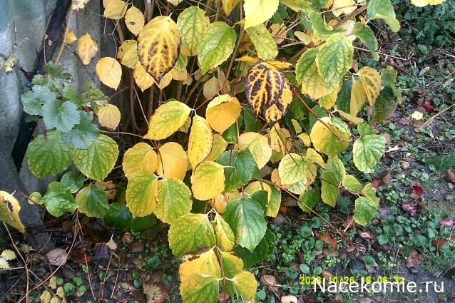 Eva1949 - Дом мечты-души моей воспоминания; 1Abrikoska - Мой гостеприимный дом