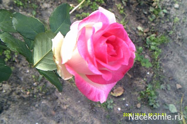 Eva1949 - Дом мечты-души моей воспоминания; 1Abrikoska - Мой гостеприимный дом