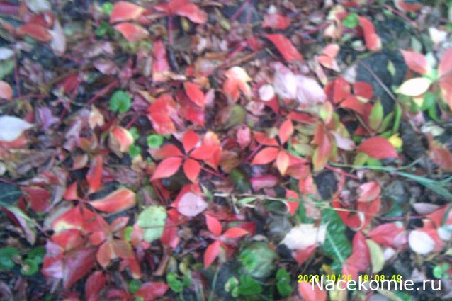 Eva1949 - Дом мечты-души моей воспоминания; 1Abrikoska - Мой гостеприимный дом