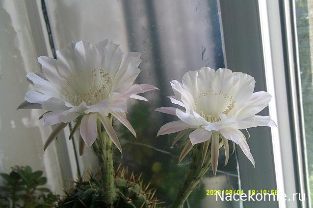 Eva1949 - Дом мечты-души моей воспоминания; 1Abrikoska - Мой гостеприимный дом