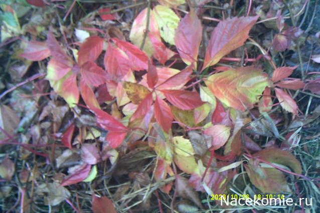 Eva1949 - Дом мечты-души моей воспоминания; 1Abrikoska - Мой гостеприимный дом