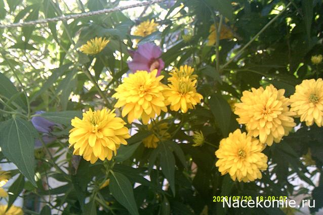 Eva1949 - Дом мечты-души моей воспоминания; 1Abrikoska - Мой гостеприимный дом